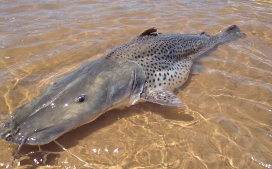 Pintado entra em lista de animais em extinção, pesca pode ser proibida e MS questiona Ministério