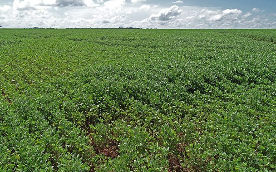 Começa nesta quarta-feira o período de proibição do plantio da soja em Mato Grosso do Sul