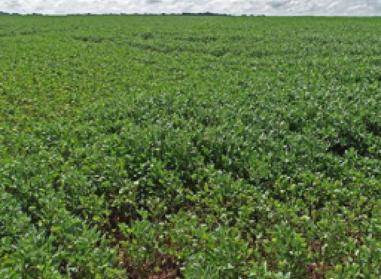 Começa nesta quarta-feira o período de proibição do plantio da soja em Mato Grosso do Sul