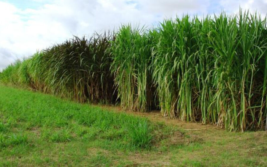 MS tem potencial para irrigar até 4 milhões de hectares de agricultura