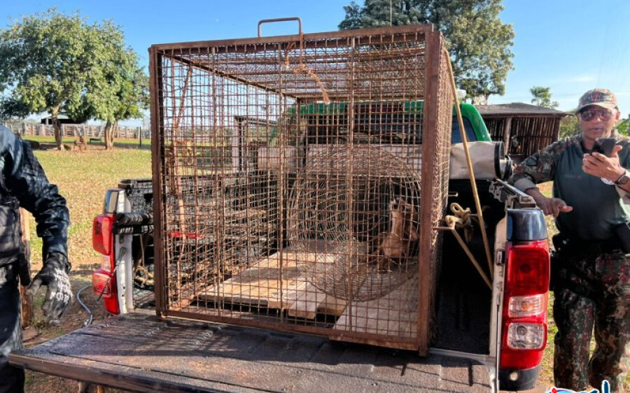 PMA resgata onça-parda debilitada em fazenda de Iguatemi depois de acuada por cães
