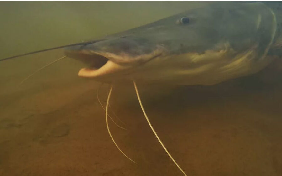 Pesca de pintado passa a ser proibida em todo o Brasil a partir de setembro