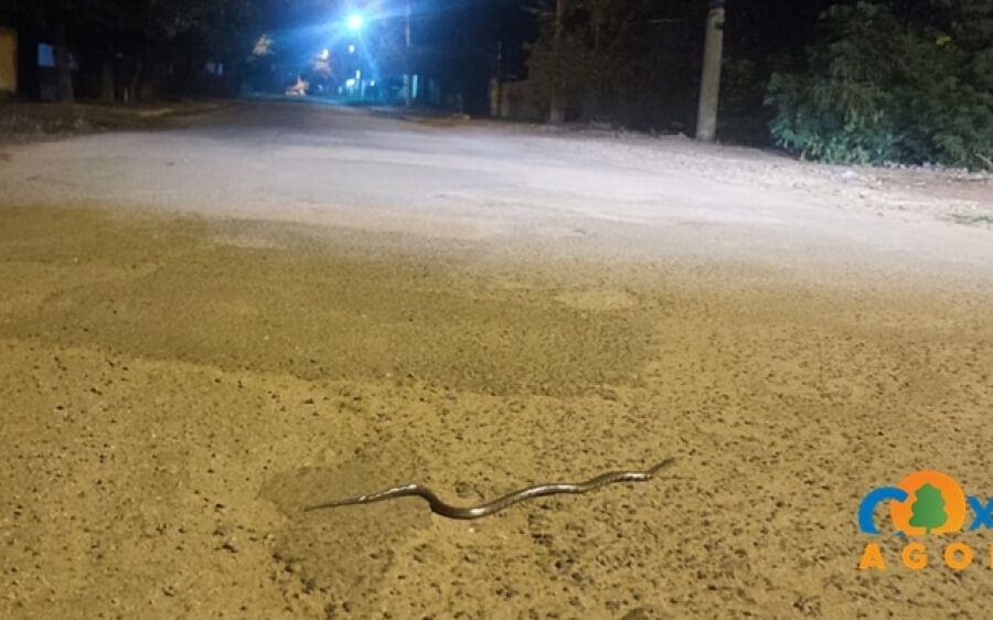 Filhote de sucuri é visto atravessando rua em Coxim