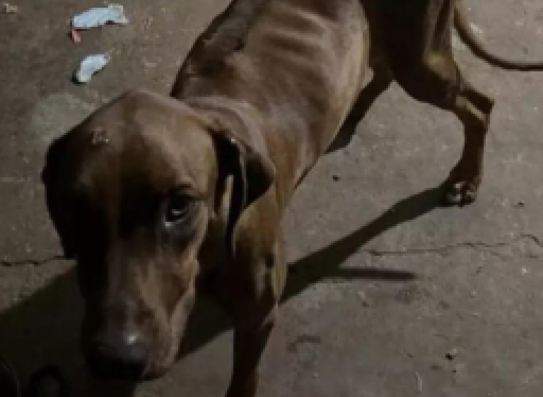 Rapaz é preso e multado em R$ 6 mil por deixar cães sem água e comida