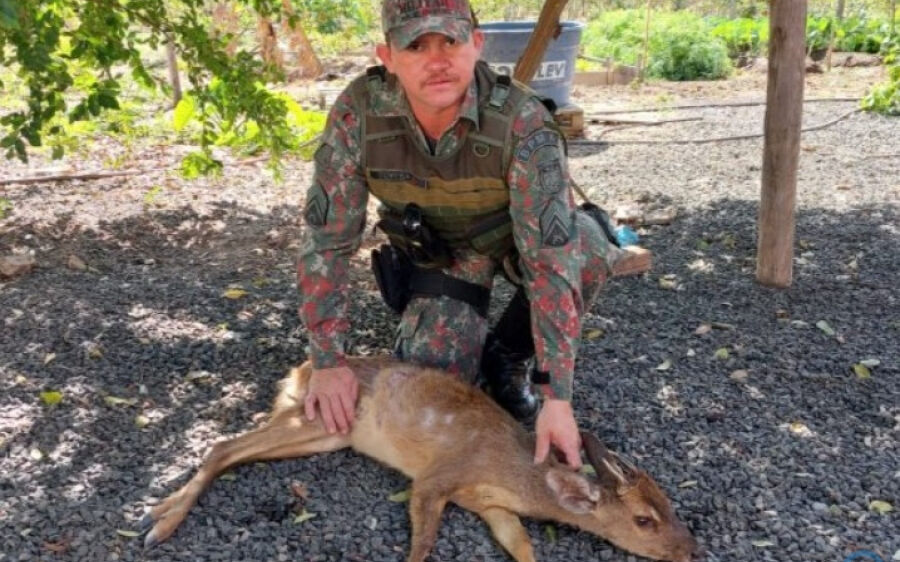 PMA captura veado-catingueiro ferido por ataques de cães em aeroporto municipal de Coxim
