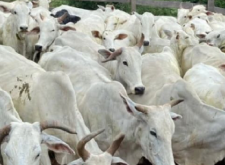 Sete pessoas são enterradas vivas acusadas de roubo de gado
