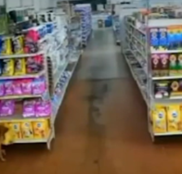 Cão é flagrado furtando ração de supermercado 