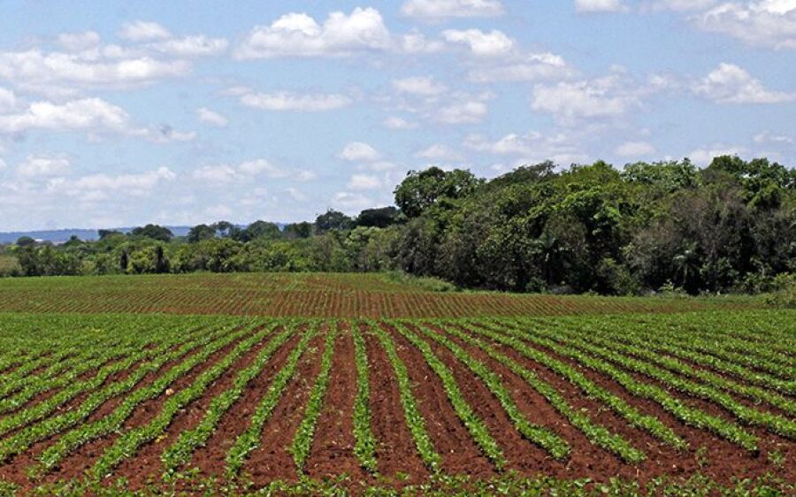 Plantio da soja em Mato Grosso do Sul segue proibido até o dia 15 de setembro