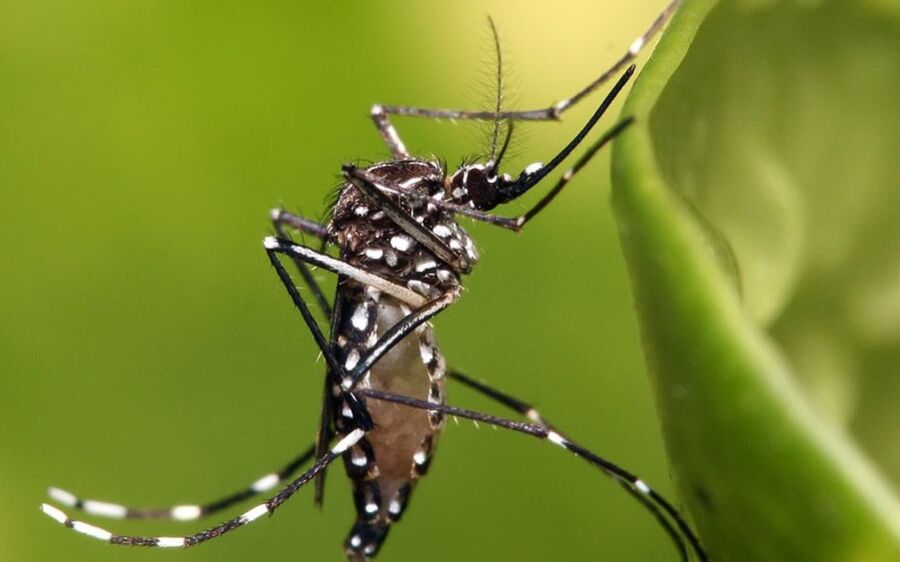  20 mil casos de dengue em MS e 17 mortes 