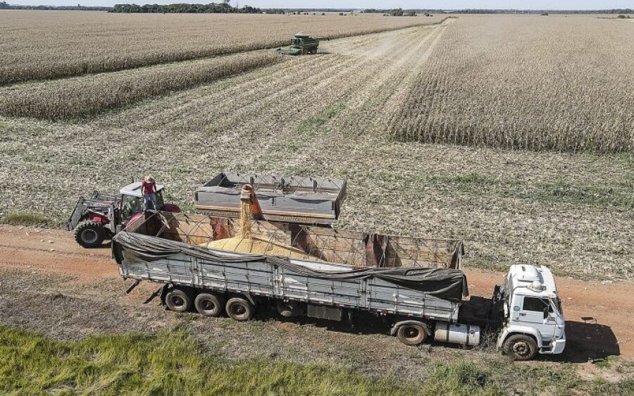 Produção na safrinha de milho deve crescer 62% com 11,9 milhão de toneladas no Estado