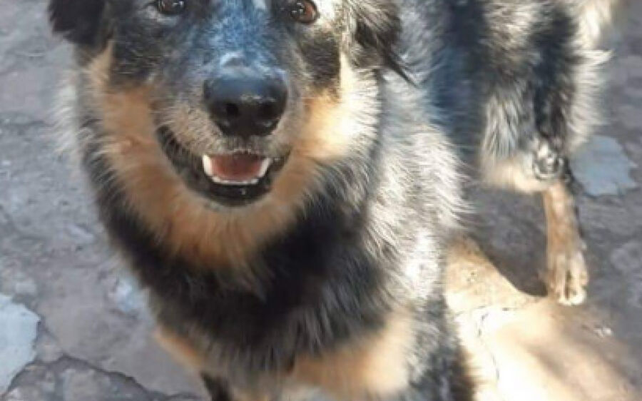 Família procura por Blue Heeler que desapareceu desde a última sexta-feira 