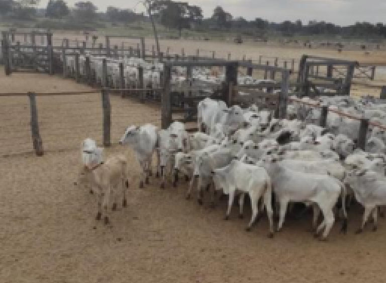 Mais de 40 cabeças de gado furtadas são recuperadas em Coxim 