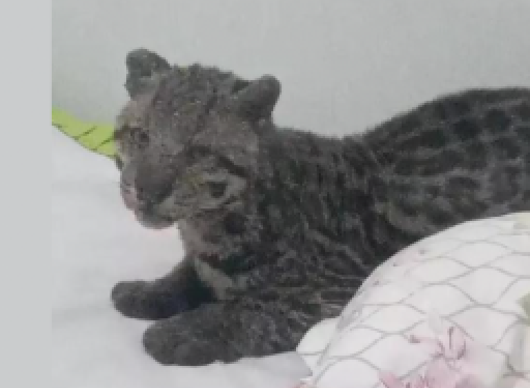 Família encontra jaguatirica deitada no quarto de criança