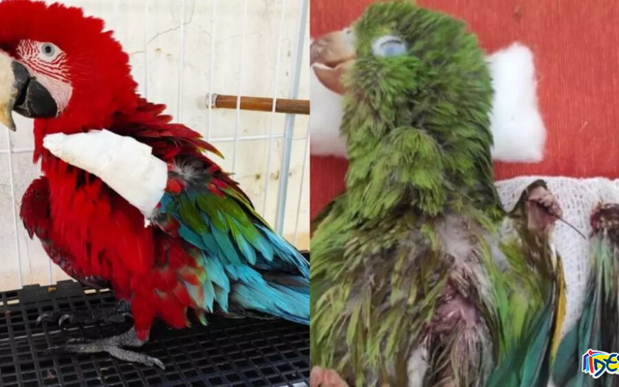 Linha de pipas com cerol já encaminhou 19 pássaros feridos a Fundação de Meio Ambiente do Pantanal