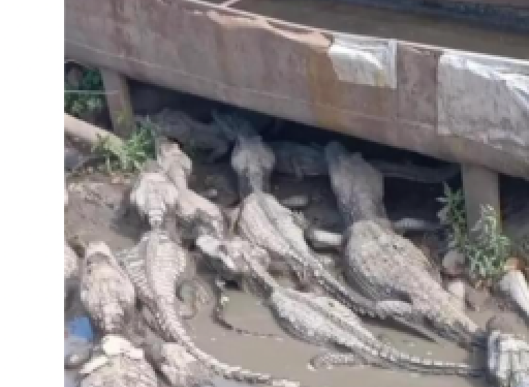 Jacarés mendigando água geram comoção e debate sobre seca no Pantanal