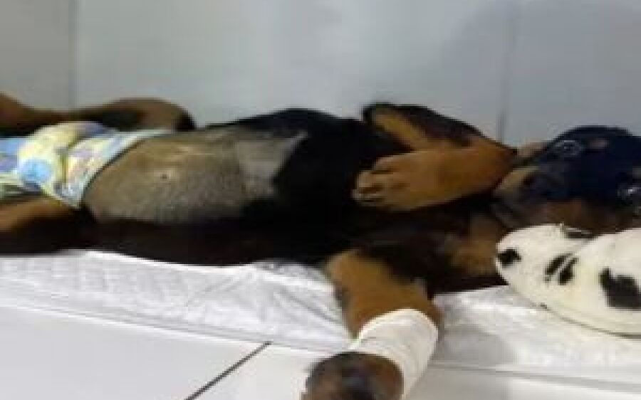 Assim como o Hemossul, banco de sangue animal ajuda a salvar vidas e precisa de solidariedade