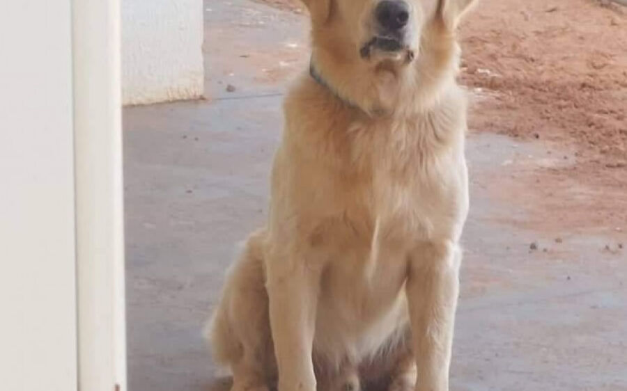 Jovem procura por Golden Retriever que desapareceu no bairro BNH 