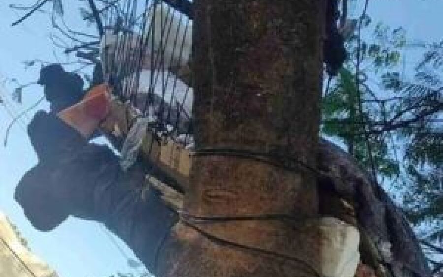 Desempregada e sem ter onde morar, mulher constrói casa na árvore em praça pública