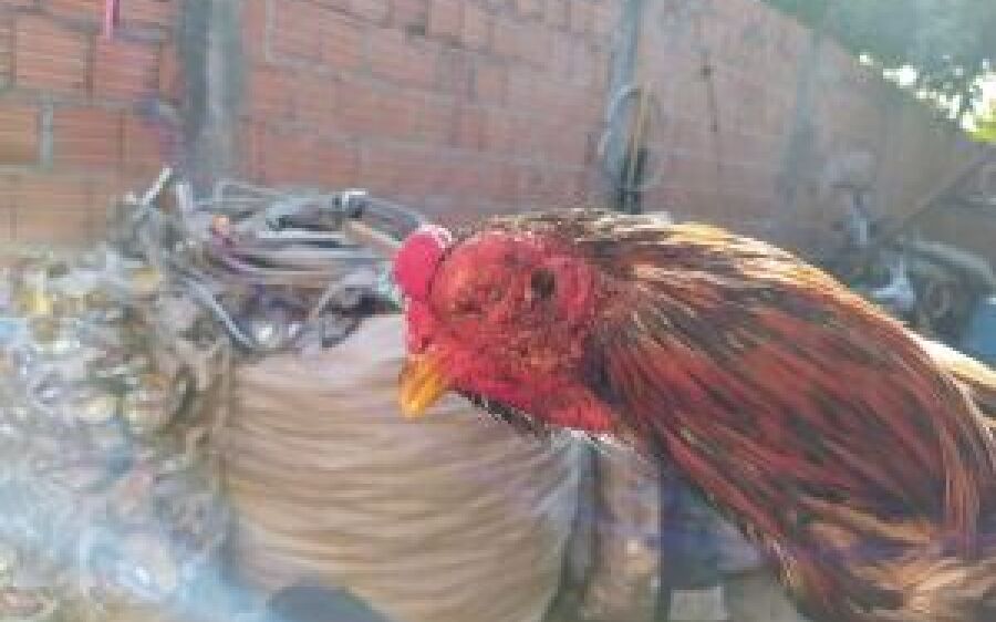 Polícia Militar Ambiental de Coxim autua infrator por maus-tratos ao deixar galos confinado