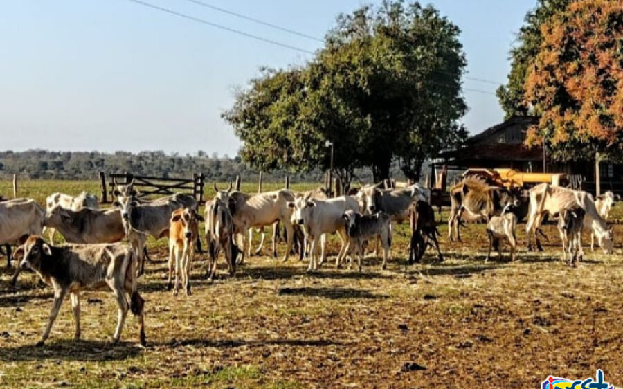 PMA autua paulista em R$ 8 mil por maus tratos ao deixar gado sem alimento