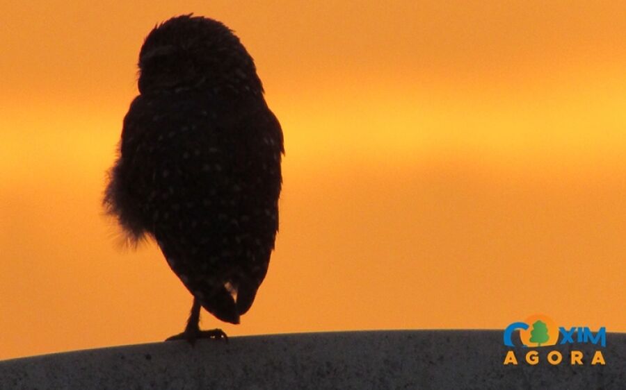 Agosto começa com máximas acima dos 30°C em Mato Grosso do Sul