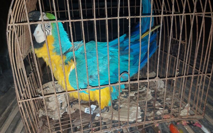 PMA resgata arara com asa ferida em residência de Rio Negro