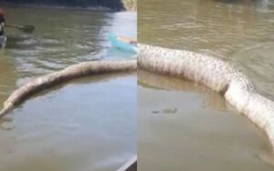 Pescador encontra sucuri de quase 5 metros morta boiando em rio de MS