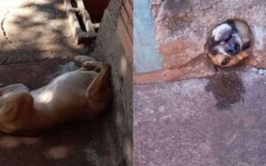 Cachorro fica com cabeça entalada no muro e Bombeiros realizam resgate