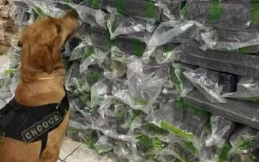 Cachorro policial especialista em drogas é batizado Maradona em MS