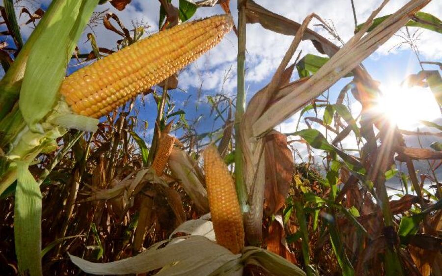 Região Norte de MS está com quase toda a área de milho colhida