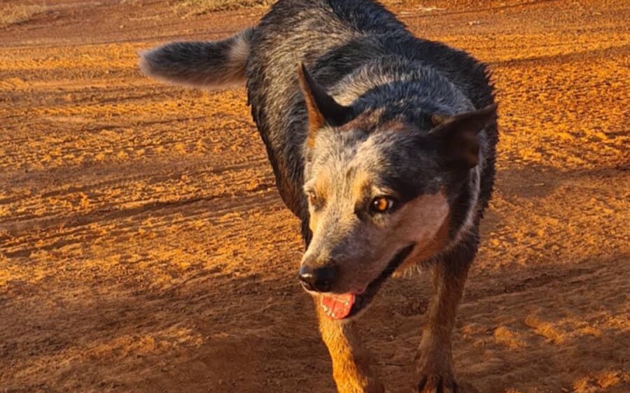 Estudante procura Blue Heeler desaparecida na região do São Ramão em Coxim