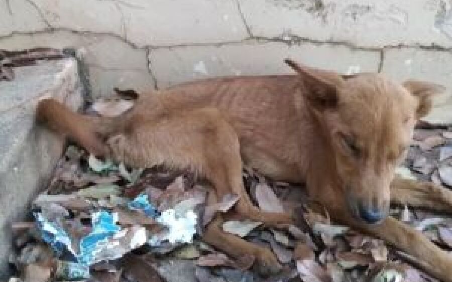 Mulher é autuada por maus-tratos ao abandonar dois cães