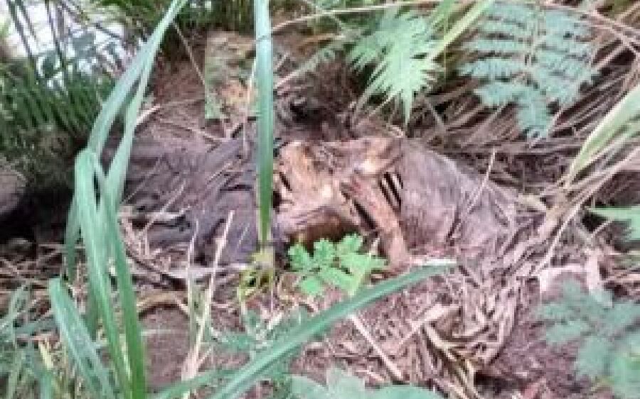 Corpo é encontrado embaixo de ponte entre São Gabriel do Oeste e Rio Verde