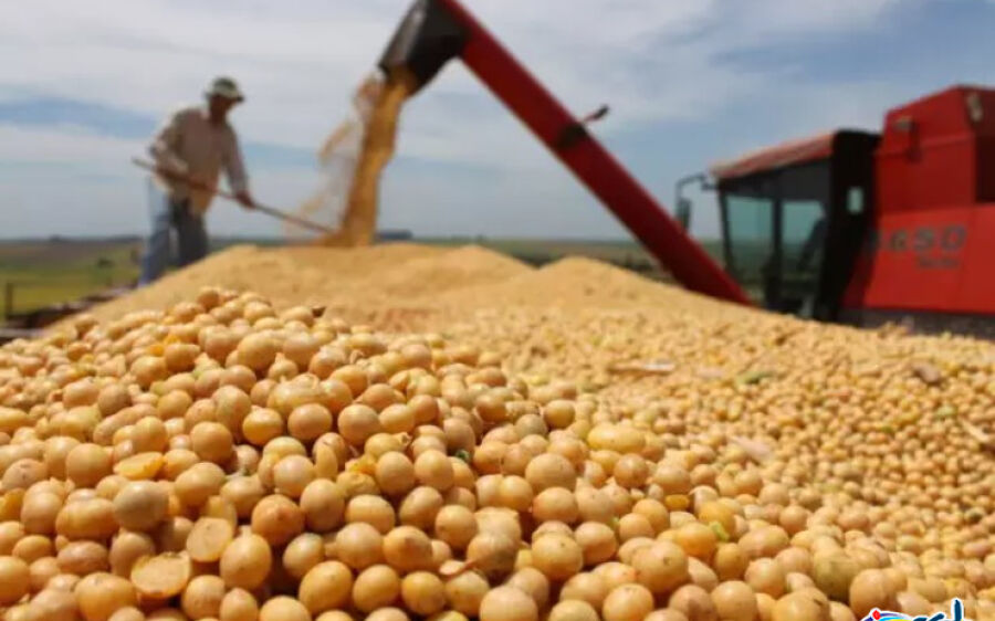 Impulsionado pela soja, exportações de MS somam US$ 5,5 bilhões neste ano