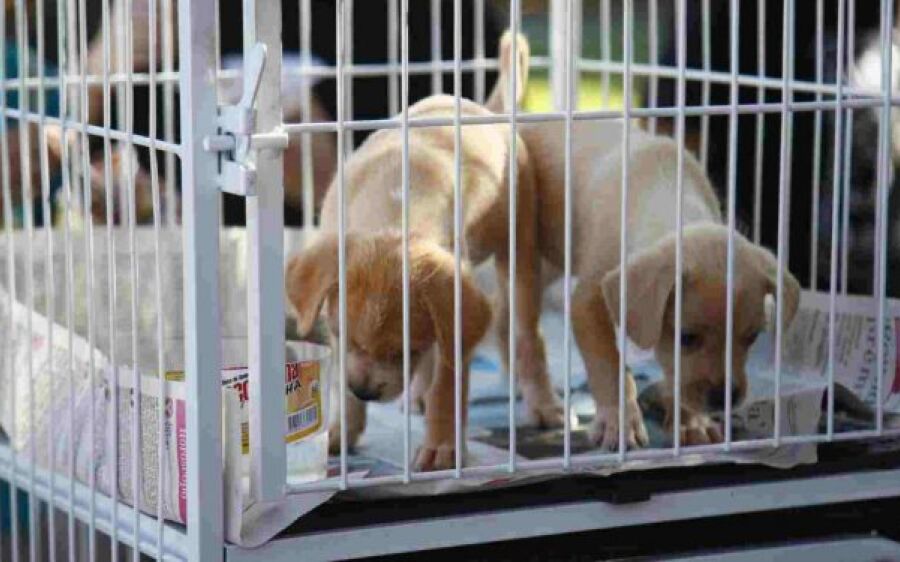 Nova lei em Mato Grosso do Sul proíbe testes de produtos de limpeza em animais