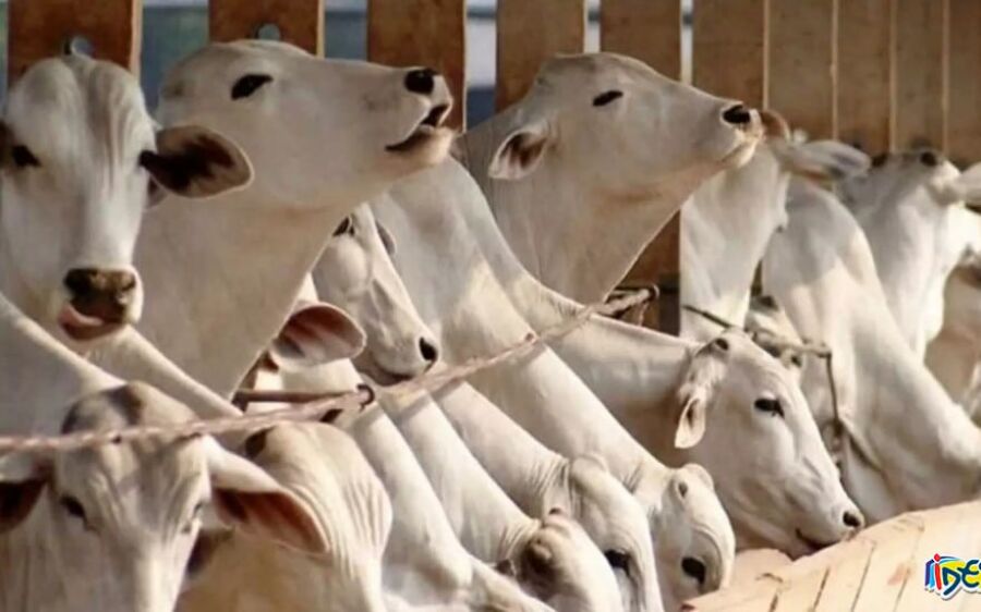 Encontro de trabalhadores e gestores do campo discute liderança e produtividade na pecuária em MS