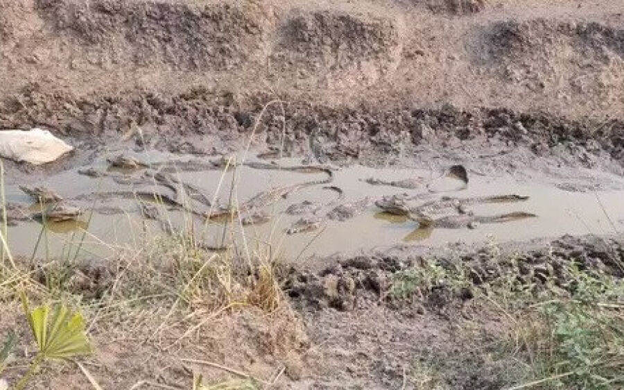  Seca faz gado e jacarés agonizarem atolados em lama no Pantanal 