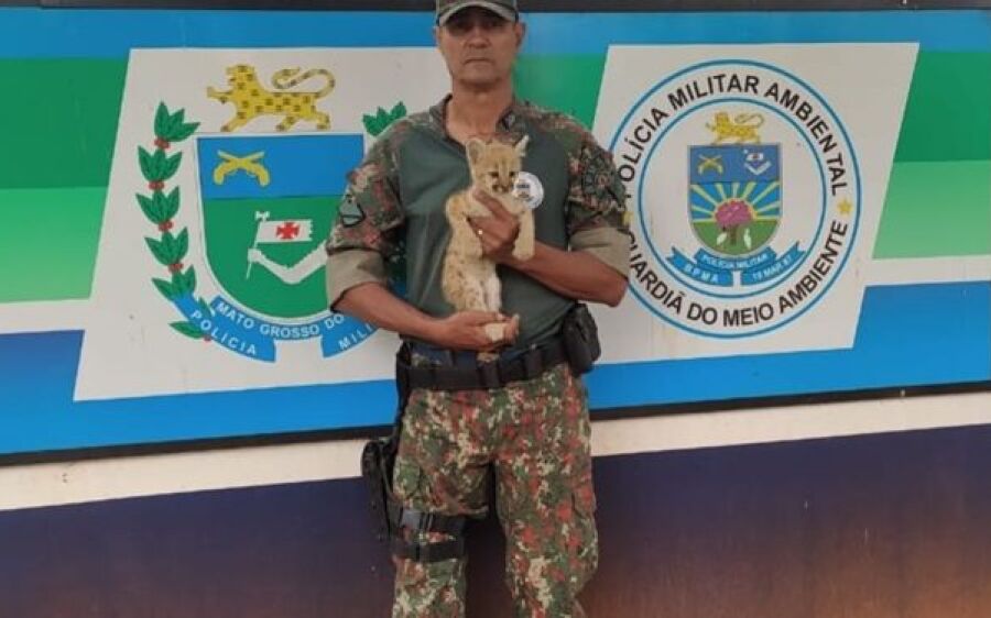 PMA resgata filhote de onça-parda que apareceu sem a mãe na sede  de fazenda em Rio Verde