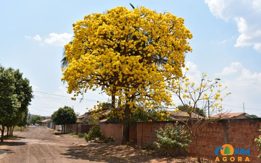 Dia da árvore é comemorado hoje, Coxim é considerada uma cidade arborizada
