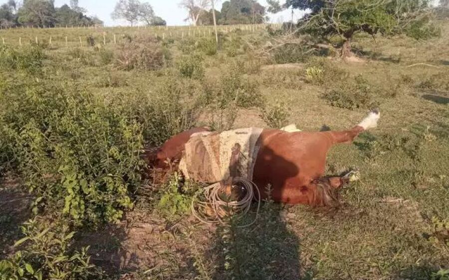 Trabalhador rural e cavalo são encontrados mortos em fazenda