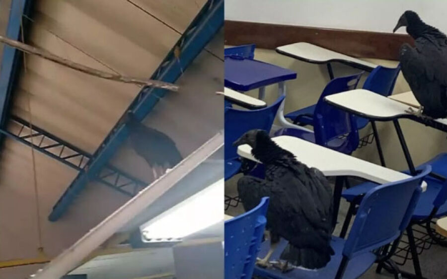 Urubus invadem salas da UFMS e atrapalham aulas: ´estão por toda parte´