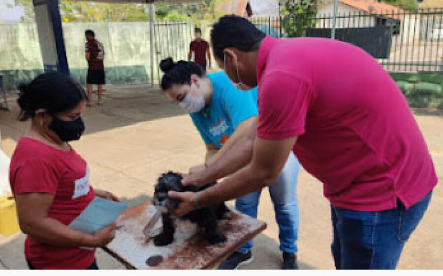 Mais de 6,4 mil cães e quase 2 mil gatos foram vacinados contra raiva em Coxim