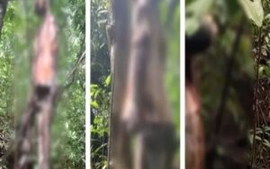 Desaparecido há quase 4 meses, idoso é encontrado morto pendurado em árvore