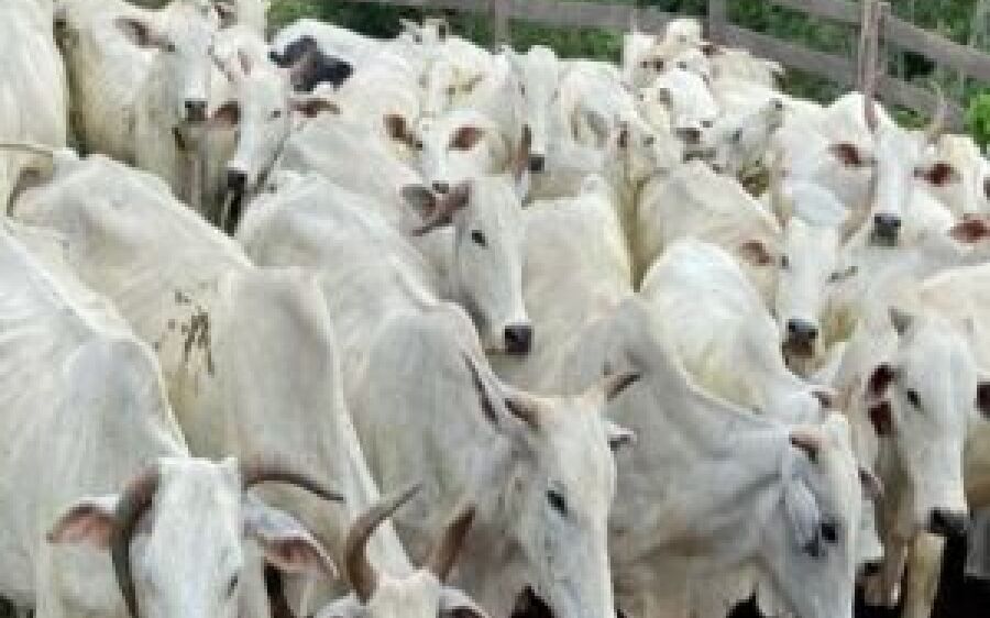 Pecuária perde espaço na economia, mas Mato Grosso do Sul segue 5° exportador de carne
