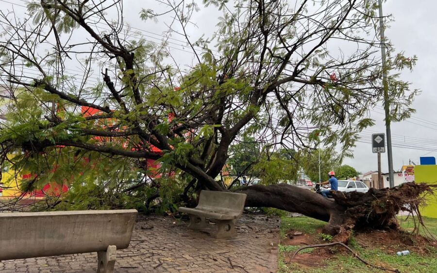 Ventânia derruba árvore na Avenida Virgínia Ferreira em Coxim
