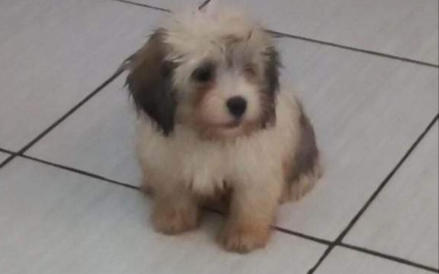  Família procura por filhote de cachorro que desapareceu de conveniência em Coxim 