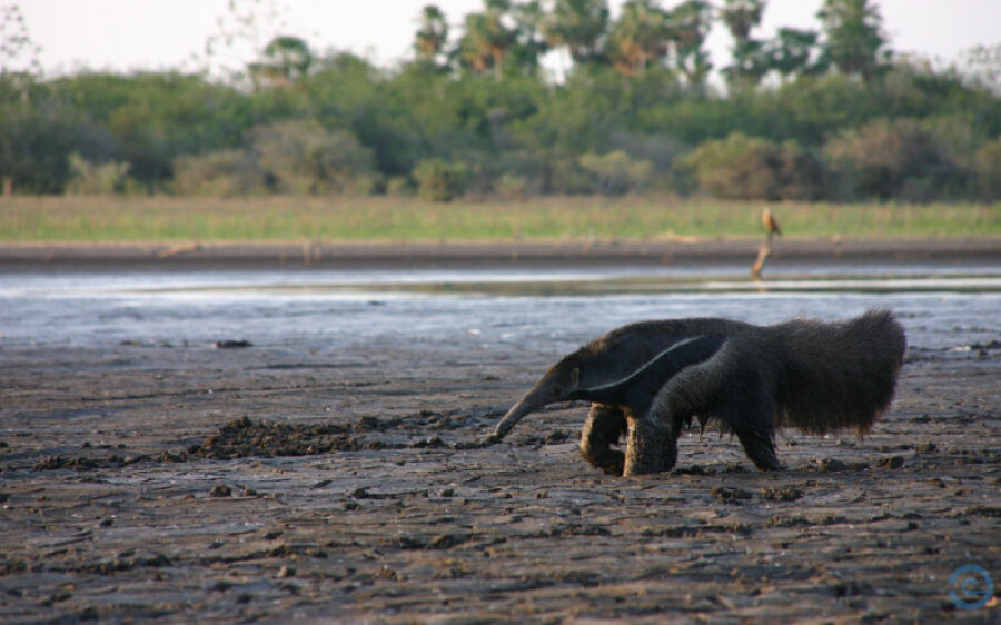 Pantanal registrou maior seca em 37 anos e perdeu 76% da área úmida