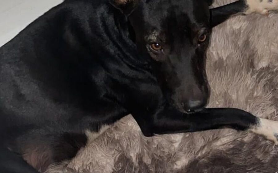 Jovem procura cachorro desaparecido na Vila Bela