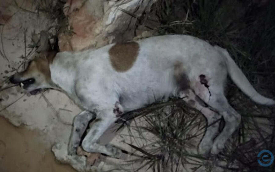 Irmãos sofrem acidentes ao colidirem em animais na MS-427