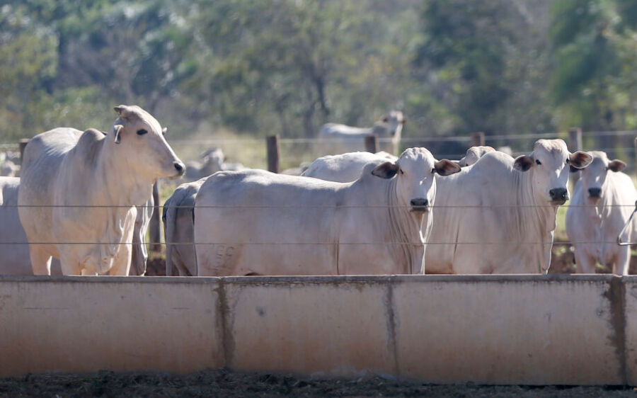 Com nova legislação em vigor, confinamento de gado é facilitado em MS